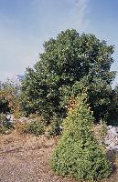 Πουρνάρι στο βοτανικό μονοπάτι του ποταμού Ενιπέα στον Όλυμπο