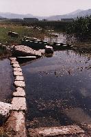 Καλαμώνας στη λίμνη Στυμφαλία