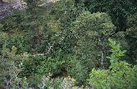 Κοντικό πλάνο μακίας βλάστησης