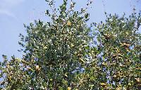 Πουρνάρι στο βοτανικό μονοπάτι του ποταμού Ενιπέα στον Όλυμπο