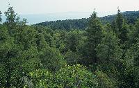 Πυκνό δάσος στο όρος Ίταμος Σιθωνίας