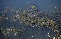 Υδρόβια φυτά στο έλος Καλοδκίου