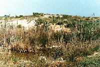 Βλάστηση στη λιμμνοθάλασσα Επανομής