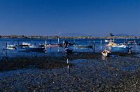 Ψαρόβαρκες στον ποταμό Αξιό