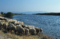 Πρόβατα βόσκουν στην κοίτη του ποταμού Στρυμόνα