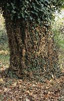 Συμβίωση πλατάνου και κισσού στο φαράγγι του Ενιπέα στον Όλυμπο