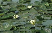 Ανθισμένα νούφαρα στη λίμνη Κερκίνη