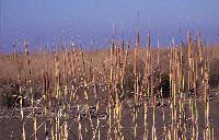 Ψαθιά ανθισμένα στη λίμνη Μητρικού