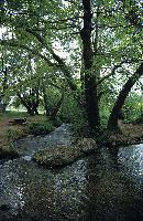 Δενδρώδη βλάστηση στις πηγές Αραβησσού