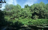 Δενδρώδης βλάστηση στις πηγές της Αγίας Βαρβάρας στη Δράμα