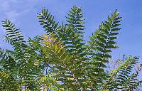 Αϊλανθος στο βοτανικό μονοπάτι του ποταμού Ενιπέα στον Όλυμπο