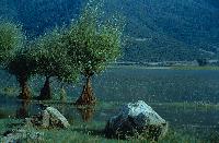 Πλημμυρισμένα δένδρα στη λίμνη Στυμφαλία