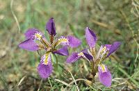 Μωβ ίριδα στη λίμνη Στυμφαλία