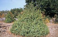 Κέδρος στο βοτανικό μονοπάτι του ποταμού Ενιπέα στον Όλυμπο