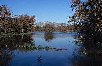 Η λιμνοθάλασσα Πρόκοπος στο Δάσος της Στροφυλιάς