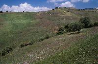 Ανθισμένα λιβάδια στην ορεινή Αχαΐα