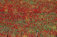 Ανθισμένες παπαρούνες