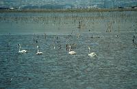Κύκνοι κολυμπούν στη λιμνοθάλασσα Καλοχωρίου