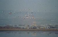 Φοινικόπτερα πετούν πάνω από τη λιμνοθάλασσα Καλοχωρίου