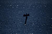 Κορμοράνος στεγνώνει τα φτερά του σε πάσσαλο στη λιμνοθάλασσα Κοτυχίου