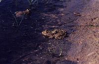 Βάτραχος στην άκρη του νερού στη λιμνοθάλασσα Κοτύχι