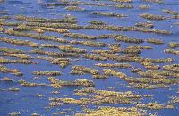 Υγροτοπική βλάστηση στη λιμνοθάλασσα Κοτύχι