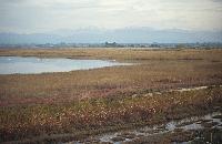 Εκτεταμένοι καλαμώνες στη λιμνοθάλασσα Κοτύχι