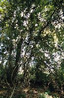 Πυκνή βλάστηση με αναρριχώμενα στο παραποτάμιο δάσος Νέστου