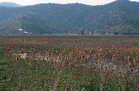 Νεαροί καλαμώνες στη λίμνη Χειμαδίτιδα