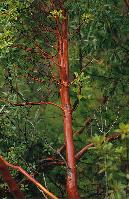 Κορμός γλυστροκουμαριάς με το χαρακτηριστικό κόκκινο χρώμα