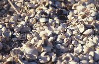 Βότσαλα στην ακτή της λιμνοθάλασσας Πόρτο Λάγος