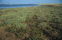 Αλοφυτική βλάστηση στη λιμνοθάλασσα Πότρο Λάγος