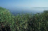 Πυκνοί καλαμώνες και ανοικτά νερά στη λιμνοθάλασσα Πόρτο Λάγος