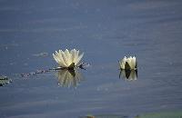 Ανθισμένα νούφαρα στη λίμνη Μικρή Πρέσπα