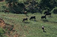 Αγελάδες που βόσκουν σε λόφους της λίμνης Χειμαδίτιδας