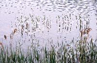 Νεαροί καλαμώνες αναδύονται στη λίμνη Χειμαδίτιδα