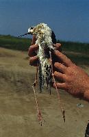 Σκοτωμένο πουλί σε υγρότοπο του Ν. Ηλείας