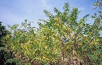 Το ξενικό είδος, αϊλανθος