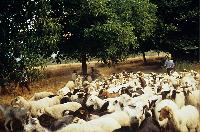 Αιγοπρόβατα κάτω από δένδρα στην Πελοπόννησο