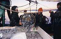 Άδειασμα ψαριών στον πάγο πάνω στη μηχανότρατα