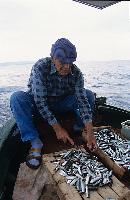 Ψαράς που καθαρίζει και τακτοποιεί στο τελάρο τα μικρά ψάρια που μόλις έπιασε
