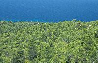 Πυκοδάσος με θέα τη θάλασσα στο όρος Ίταμος Σιθωνίας