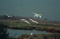 Ερωδιοί πετούν στον ποταμό Αξιό