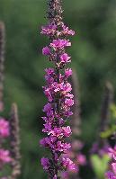 Ροζ αγριολούλουδο στον ποταμό Σπερχειό