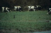 Αγελάδες και χαλκόκοτες βόσκουν στα υγρά λιβάδια του ποταμού Αξιού