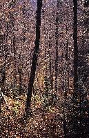 Το παρθένο δάσος στη Ροδόπη