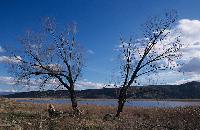 Δυο μοναχικά δένδρα με φόντο τα ανοικτά νερά της λίμνης Χειμαδίτιδας
