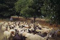 Βόσκηση αιγοπροβάτων στη λίμνη Στυμφαλία