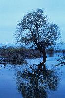Αντικατοπτρισμός δένδρου στη λίμνη Κερκίνη