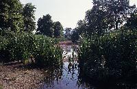 Υγροτοπική βλάστηση στον ποταμό Πηνειό